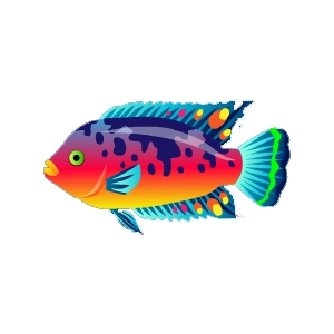 Colorsplash Cichlid